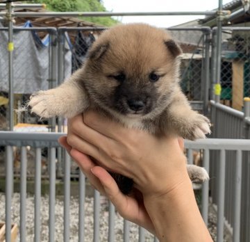 柴犬(豆柴)【鹿児島県・女の子・2020年8月3日・赤毛】の写真「お顔の丸い女の子」