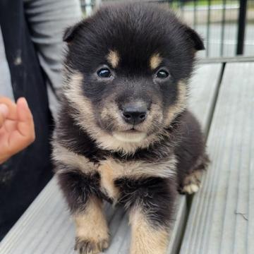柴犬(豆柴)【鹿児島県・男の子・2022年5月27日・黒毛】の写真「可愛いお顔で性格の明るい子です」