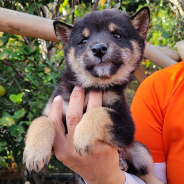 柴犬(豆柴)【鹿児島県・男の子・2022年9月14日・黒毛】の写真「生後２ヶ月過ぎていますが小ぶりな子です」