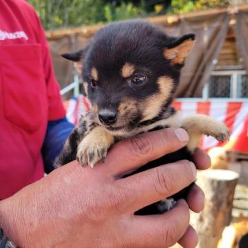 柴犬(豆柴)【鹿児島県・女の子・2022年9月14日・黒毛】の写真「生後２ヶ月過ぎても、かなり小さい子です」