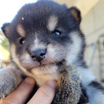 柴犬(豆柴)【鹿児島県・女の子・2022年11月2日・黒毛】の写真「おっとりした性格の女の子です」