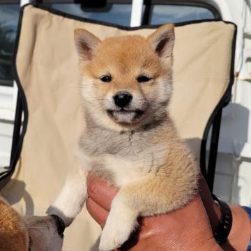 柴犬(豆柴)【鹿児島県・女の子・2022年9月12日・赤毛】の写真「とっても可愛いお顔と毛色をしています」
