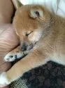 豆柴【鹿児島県・男の子・2019年4月7日・赤毛】の写真4「どこでもスヤスヤ眠れます 笑」