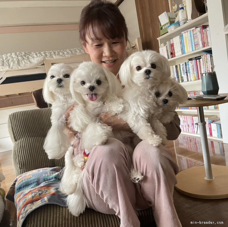 横山靖子ブリーダー