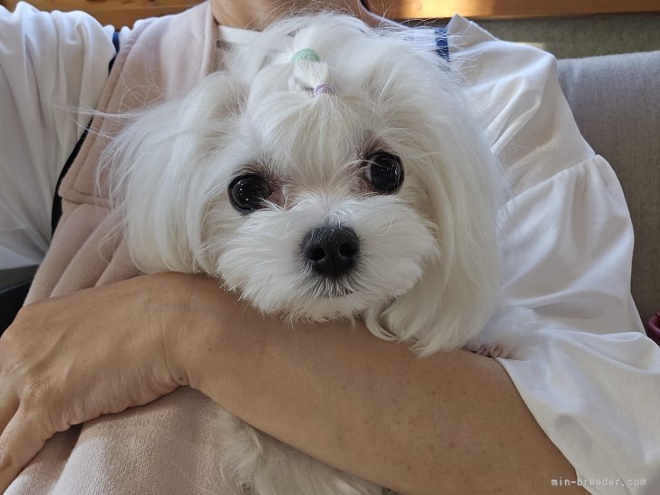 ママ犬　百音　2.8㌔｜横山　靖子(よこやま　やすこ)ブリーダー(茨城県・マルチーズ・JKC登録)の紹介写真5