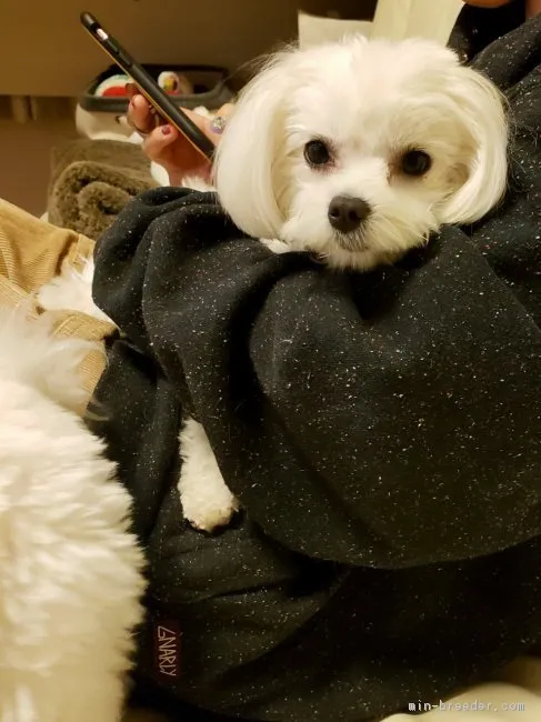 ここママ 様のお迎えした子犬