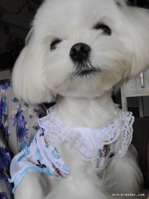マルチーズ【・女の子・2021年9月13日・ホワイト】「ちょっとおすまし❗」
