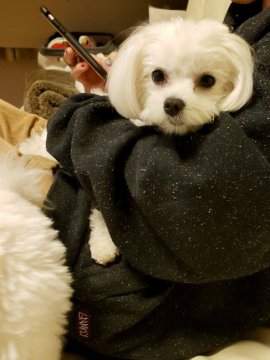 マルチーズ【茨城県・女の子・2017年10月22日・ホワイト】の写真「とっても人懐っこい女の子です！」