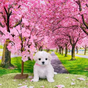 マルチーズ【茨城県・女の子・2024年2月16日・ホワイト】の写真「3兄妹で生まれた女の子
ふわふわモコモコです」