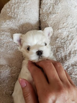 マルチーズ【茨城県・男の子・2019年9月23日・ホワイト】の写真「♡可愛い可愛い3兄妹です♡」