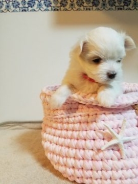 マルチーズ【茨城県・女の子・2018年2月16日・ホワイト】の写真「♡可愛い長女ちゃん♡」