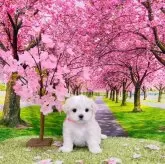 マルチーズ【茨城県・女の子・2024年2月16日・ホワイト】の写真1「可愛くてコロコロと元気いっぱいです」