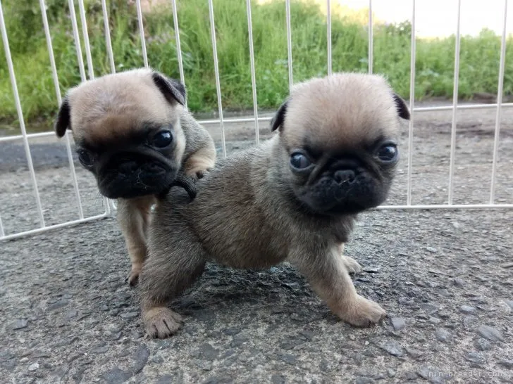 ID：1704-01213の子犬