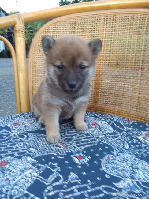 ID：1810-02693の子犬