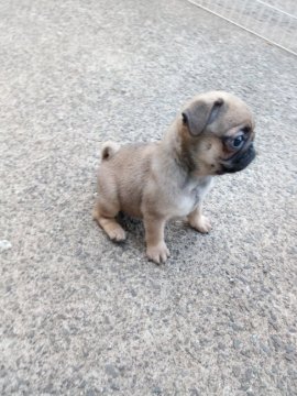 パグ【熊本県・女の子・2017年3月11日・フォーン】の写真「目が大きくて可愛いいですよ。」