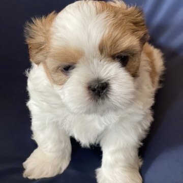 シーズー【熊本県・男の子・2023年10月24日・ホワイト&ゴールド】の写真「5兄弟の中の長男」