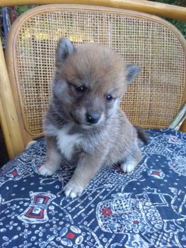 柴犬(豆柴)【熊本県・女の子・2018年9月15日・赤】の写真「両親共にKC豆柴登録　4兄妹の次女 可愛いい女の子」