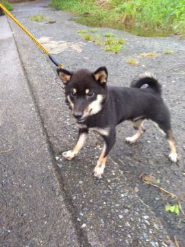 柴犬(豆柴)【熊本県・男の子・2018年2月7日・黒色】の写真「両親共にKCJ豆柴登録　胴長で多産系　元気です。」