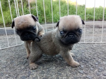 パグ【熊本県・男の子・2017年3月11日・フォーン】の写真「目が大きくて可愛いいですよ。」