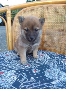 柴犬(豆柴)【熊本県・女の子・2018年9月15日・赤】の写真「両親共にKC豆柴登録　4兄妹の3女、可愛いい女の子」