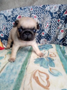 パグ【熊本県・男の子・2017年3月11日・フォーン】の写真「目が大きくて可愛いいですよ。」