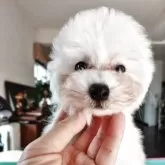 タイニープードル【千葉県・男の子・2025年6月11日・ホワイト】の写真13「可愛いお顔立ちです」