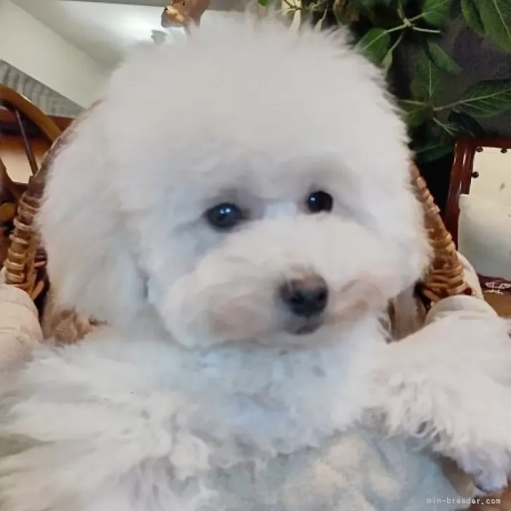 ID:2409-02576の子犬