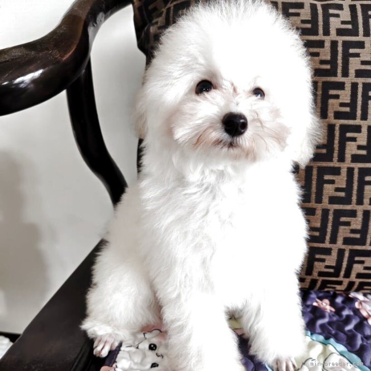 ブリーダー画像