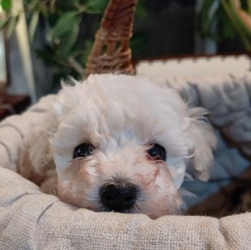 トイプードル(タイニー)【千葉県・女の子・2025年1月1日・ホワイト】の写真「お父さんはJKCCH、美人ちゃんです」