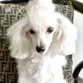 タイニープードル