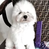 タイニープードル【千葉県・男の子・2025年6月11日・ホワイト】の写真2「コームと比べてこのくらいです。」