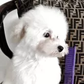 タイニープードル【千葉県・男の子・2025年6月11日・ホワイト】の写真4「マズルのストップもきいている可愛いタイプです。」