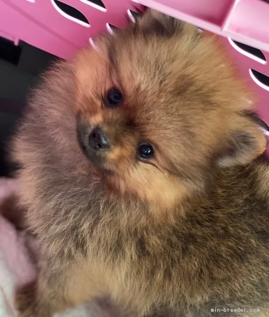 S.S 様のお迎えした子犬