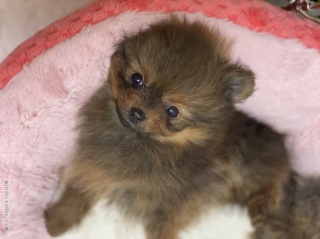 ゆうゆう 様のお迎えした子犬