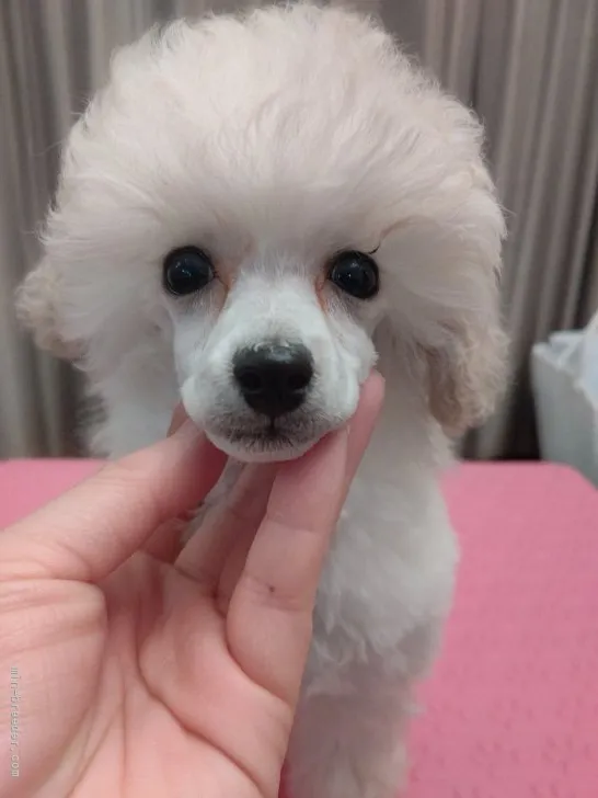 H.K 様のお迎えした子犬