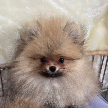 ポメラニアン【千葉県・男の子・2023年8月3日・クリームセーブル】の写真「自慢の仕上がり、ベビーフェイスの男の子です♪」