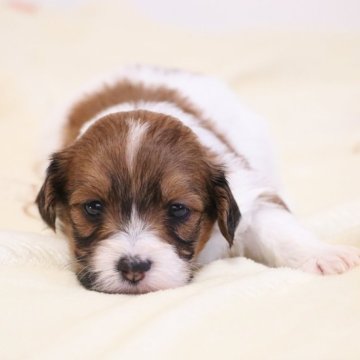 ハバニーズ【東京都・男の子・2025年10月30日・レッドセーブル&ホワイト】の写真「良血統♡キュートな男の子くん」