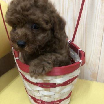 トイプードル(タイニー)【鹿児島県・男の子・2023年2月19日・レッド】の写真「俊敏で賢い」