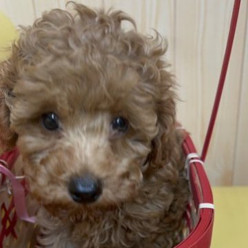 トイプードル(トイ)【鹿児島県・男の子・2023年8月19日・レッド】の写真「元気にスクスク育っています。」