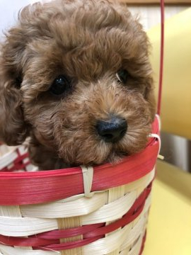 トイプードル(タイニー)【鹿児島県・女の子・2022年1月29日・綺麗なレッドに胸元に白】の写真「胸元に白が入った可愛い💕女の子です」