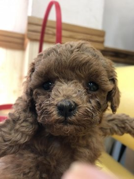 トイプードル(タイニー)【鹿児島県・女の子・2020年11月23日・レッド 綺麗です】の写真「綺麗なレッド、小柄ながら活発ですよ」