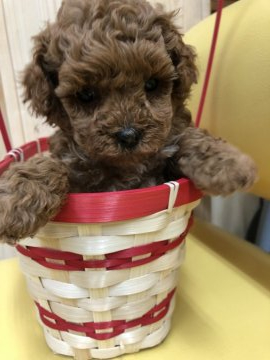 トイプードル(タイニー)【鹿児島県・女の子・2020年4月22日・レッド】の写真「可愛いくて、綺麗な女の子です。おとなしいです。」