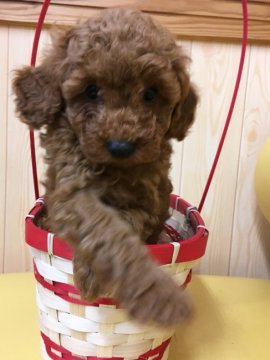 トイプードル(タイニー)【鹿児島県・男の子・2017年10月1日・レッド】の写真「穏やかで優しいワンちゃんです。」