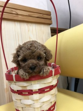 トイプードル(ティーカップ)【鹿児島県・女の子・2020年4月22日・レッド 】の写真「三兄弟で1番小さな女の子」