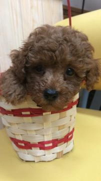 トイプードル(タイニー)【鹿児島県・男の子・2021年4月28日・レッド】の写真「おっとりとしています。奇跡でしたー」