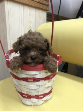 トイプードル(ティーカップ)【鹿児島県・女の子・2021年4月28日・レッド 胸に白 後ろ足両方先端白】の写真「少し活発ですが、基本1匹になるとおとなしい💕」