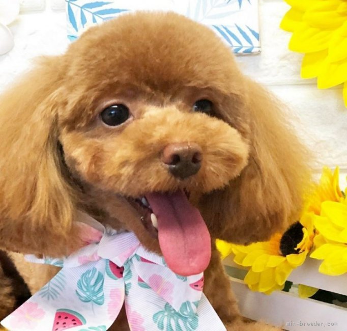 レッドのママ｜福田　千津子(ふくだ　ちづこ)ブリーダー(山口県・トイプードル・JKC登録)の紹介写真3