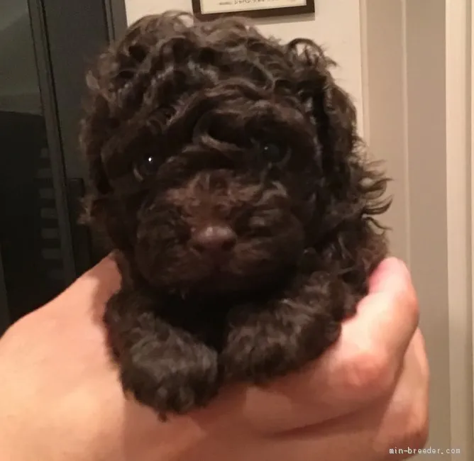 NK 様のお迎えした子犬