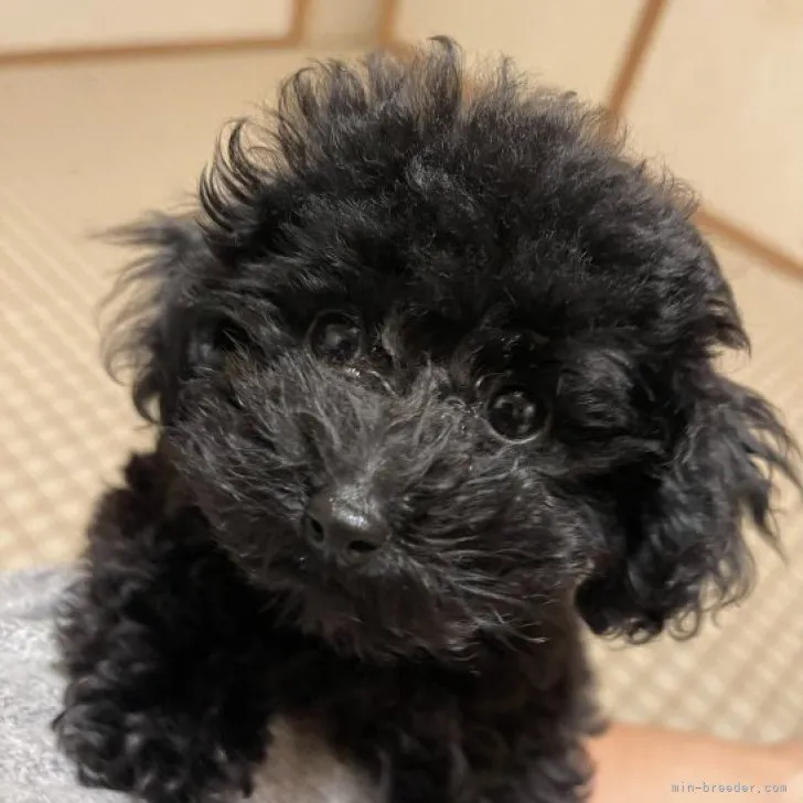 ID:2212-04040の子犬