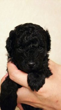 トイプードル(トイ)【山口県・男の子・2017年5月9日・ブラック】の写真「きれいなブラックの男の子」